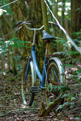 Lonely abandoned blue bicycle in eerie Aokigahara forest near Mount Fuji, Japan.