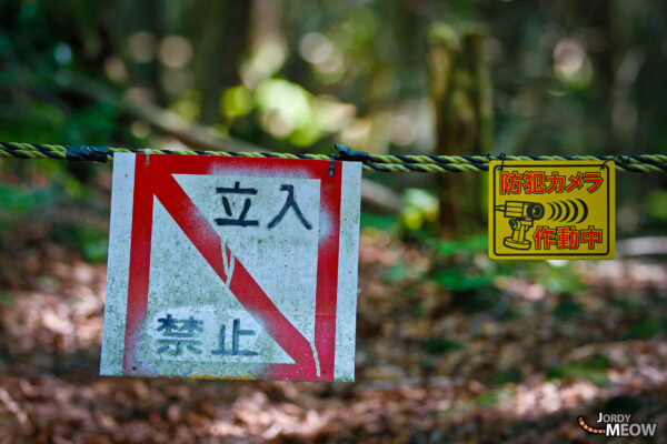 Aokigahara: Explore the eerie beauty of Japans Forest of Solitude and Mystery.