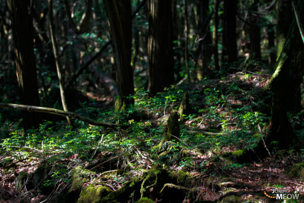 Aokigahara Forest: Beauty and Tragedy in Japans Mystical Landscape