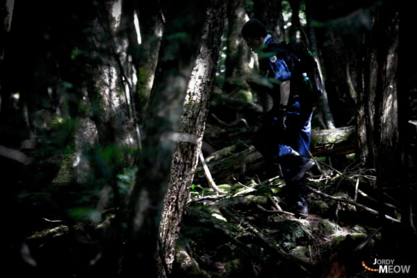 Aokigahara: Beauty and Sorrow in Japans Serene Forest.