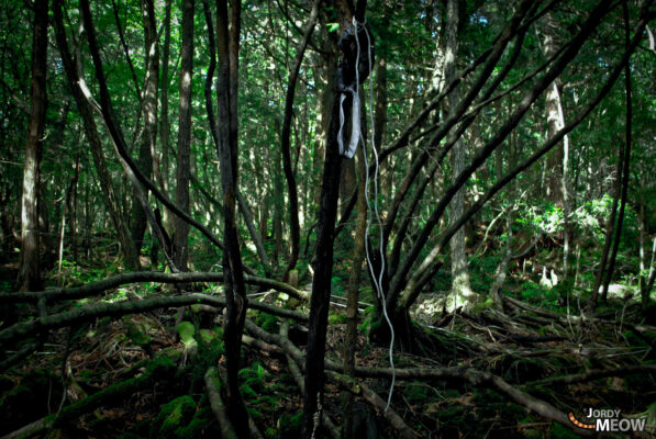 The Enigmatic Beauty of Aokigahara Forest