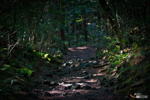 Aokigahara: Beauty and Tragedy in Japans Forest of Solitude.