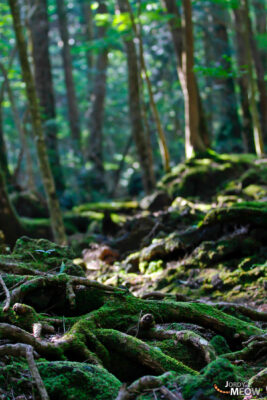 Discover the eerie beauty of Aokigahara, Japans enigmatic forest at Mount Fujis base.