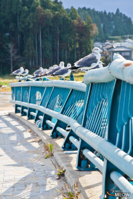 Tōhoku Tsunami - Birds