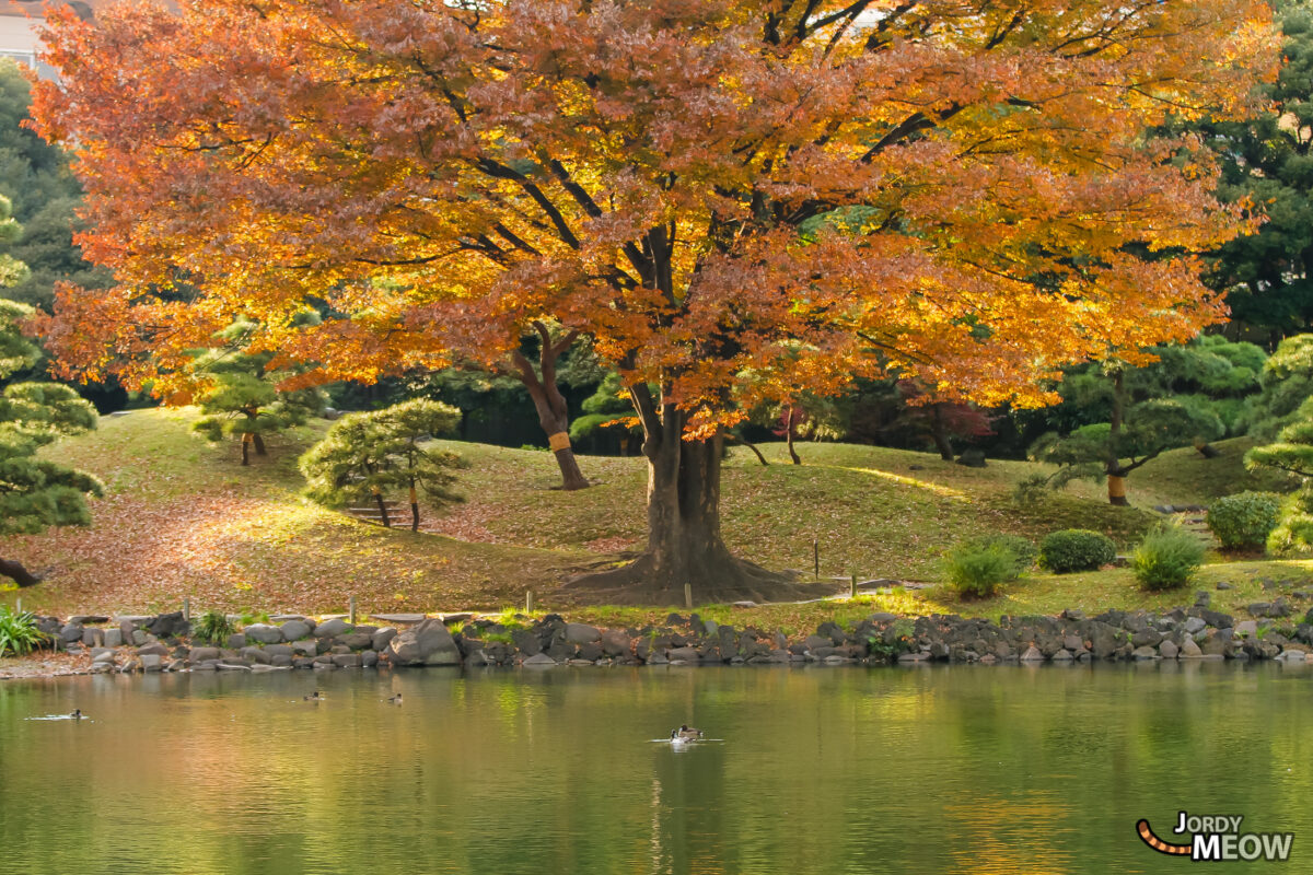 Autumn Leaves - Tree of Life