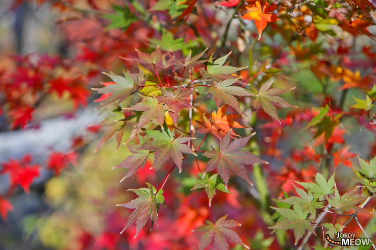 Autumn Leaves - Midtumn Leaves