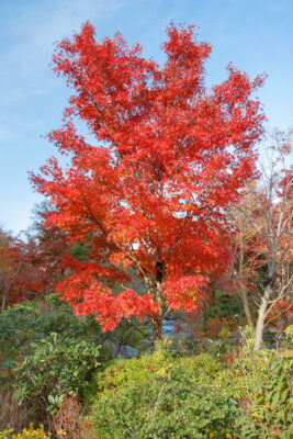 autumn, japan, japanese, kanto, minato, minato-ku, natural, nature, roppongi, tokyo