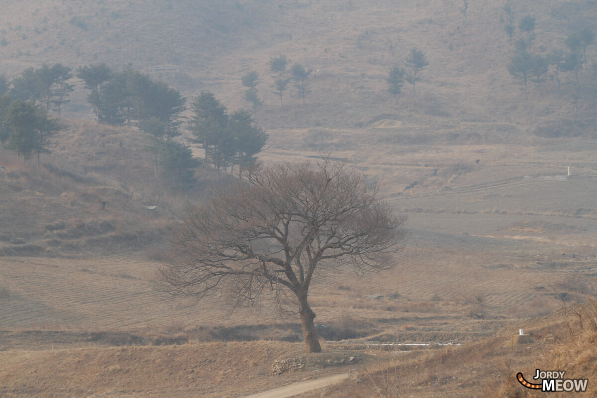 Tree of Life in North Korea