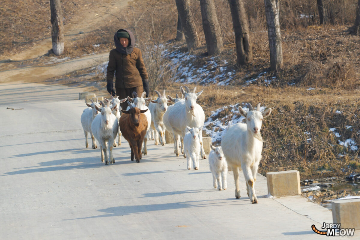 Goats in North Korea