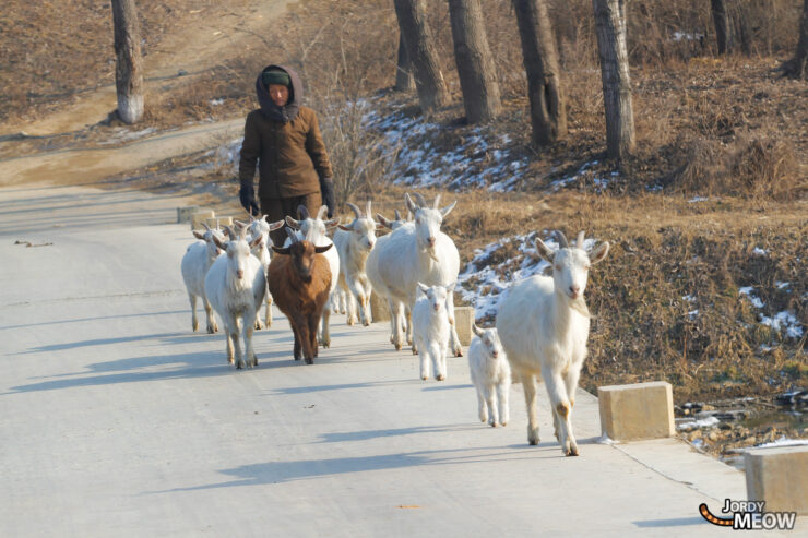 Winter stroll with white goats on snowy path in Pyongyang, North Korea.