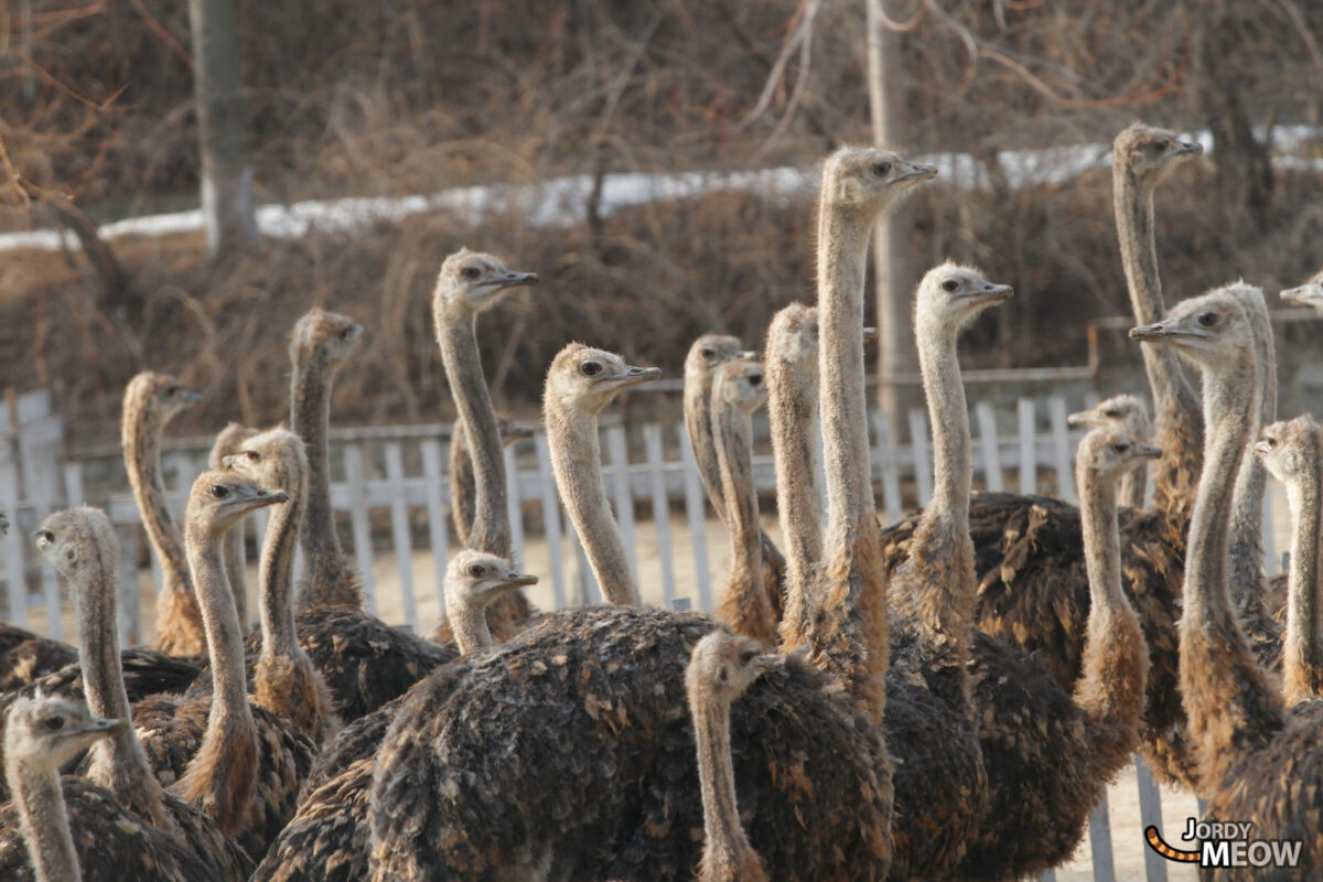 Ostriches Farm in Pyongyang