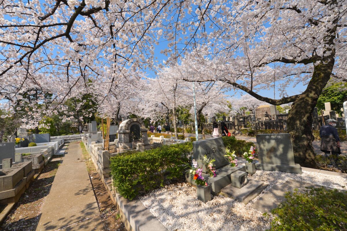Sakura at the Aoyama Cemetery