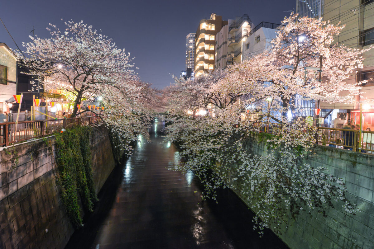 Sakura in Naka Meguro