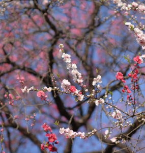 Tranquil white cherry blossoms in bloom at Shinjuku Garden, Tokyo, against red foliage backdrop.