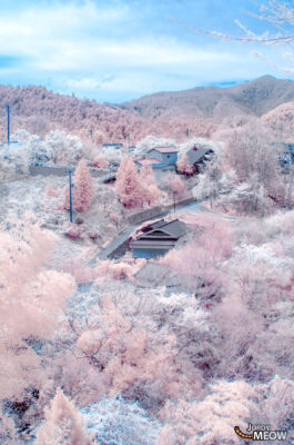 Pinkish Sakura at Yoshino Yama