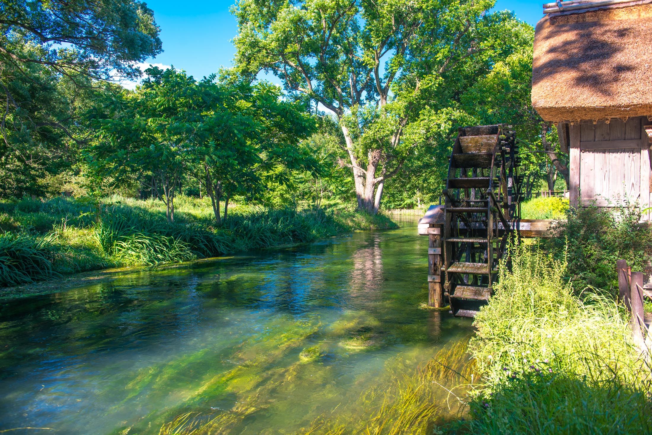 Tranquil watermill in lush Japanese wasabi farm, reflecting in clear stream.