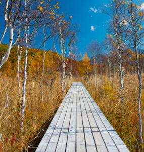 Tranquil autumn scene with boardwalk, birch trees, colorful foliage, and rolling hills.