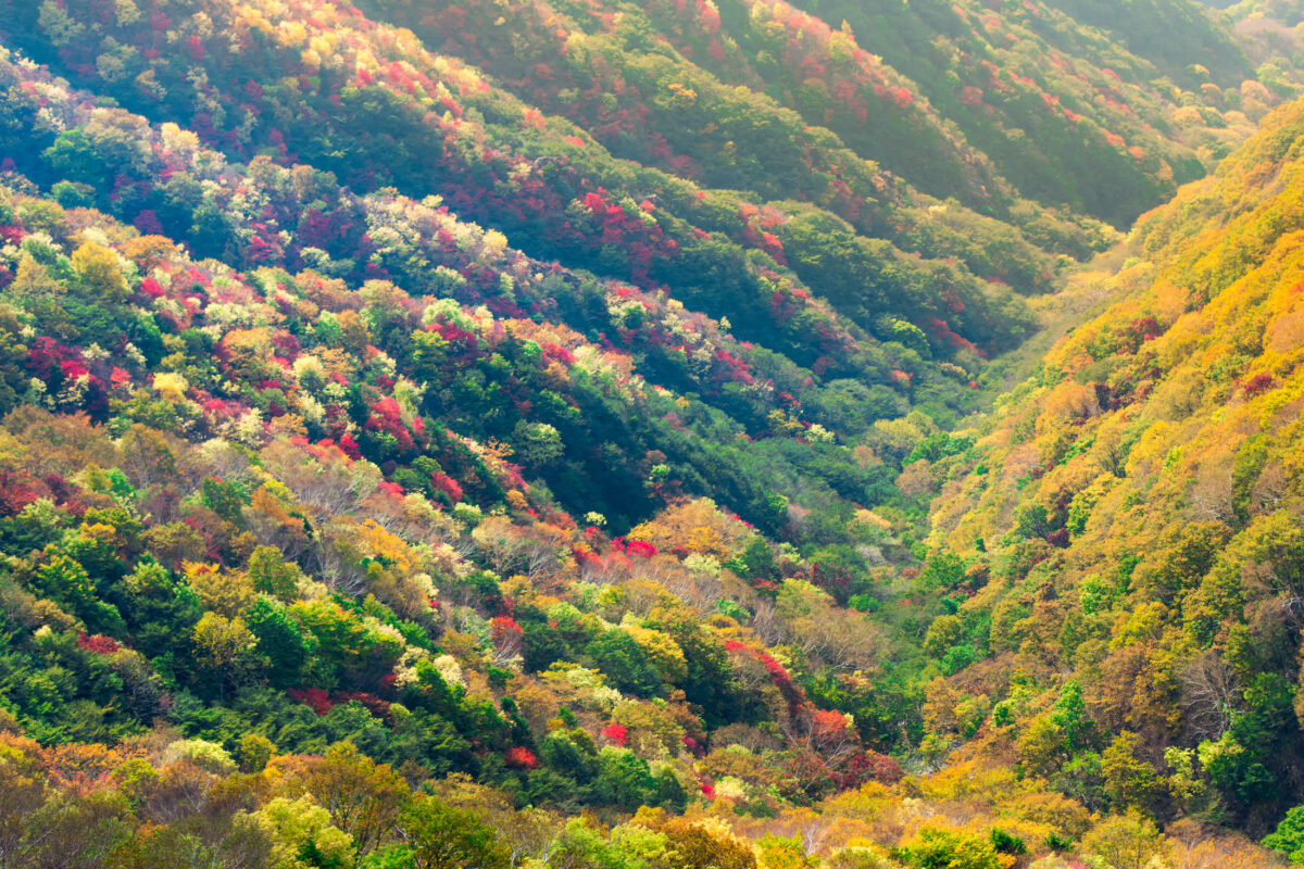 Hangetsuyama, Autumn Colors