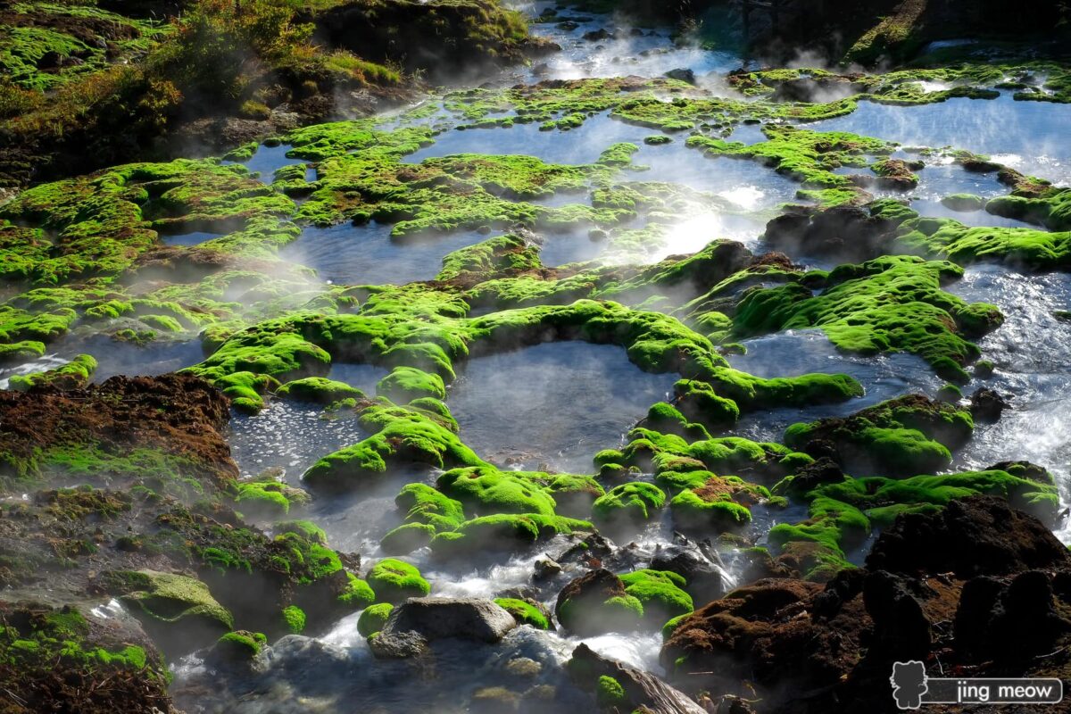 Amazing Moss Pond