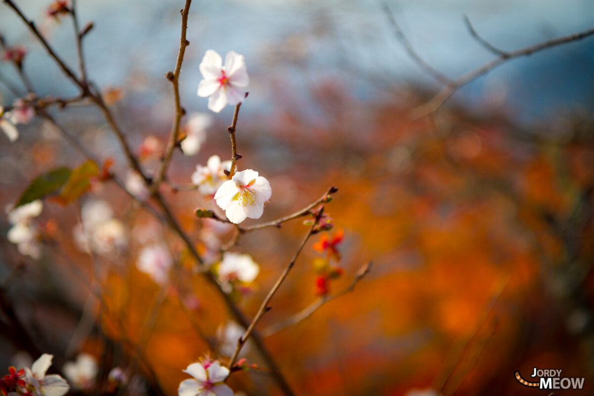 Fuyuzakura (Winter Blossom)