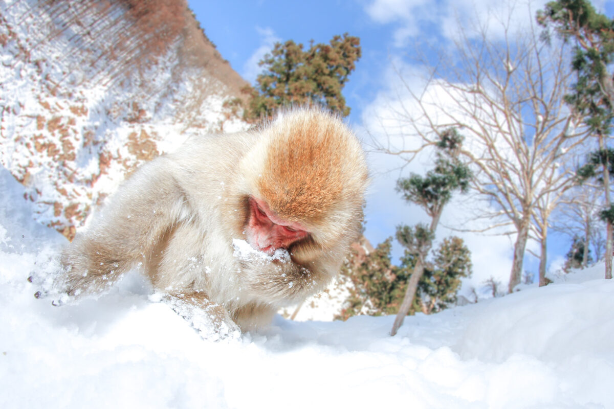 Monkey Eating Snow