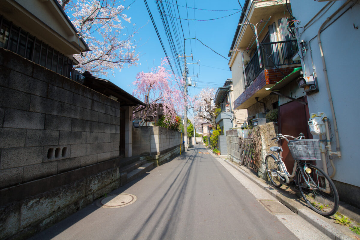 Quiet Sakura Street