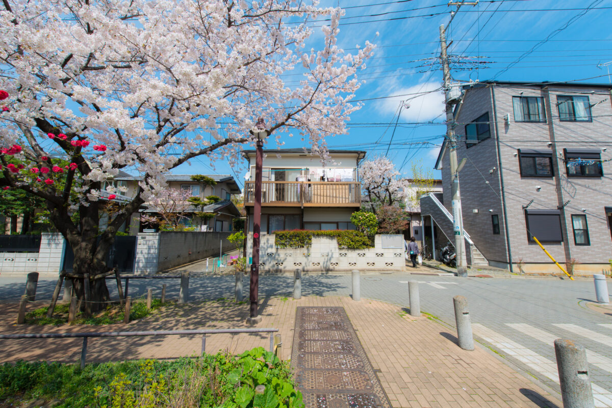 Simple Sakura Scene