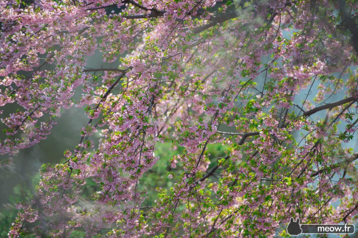 Peace Roof Sakura