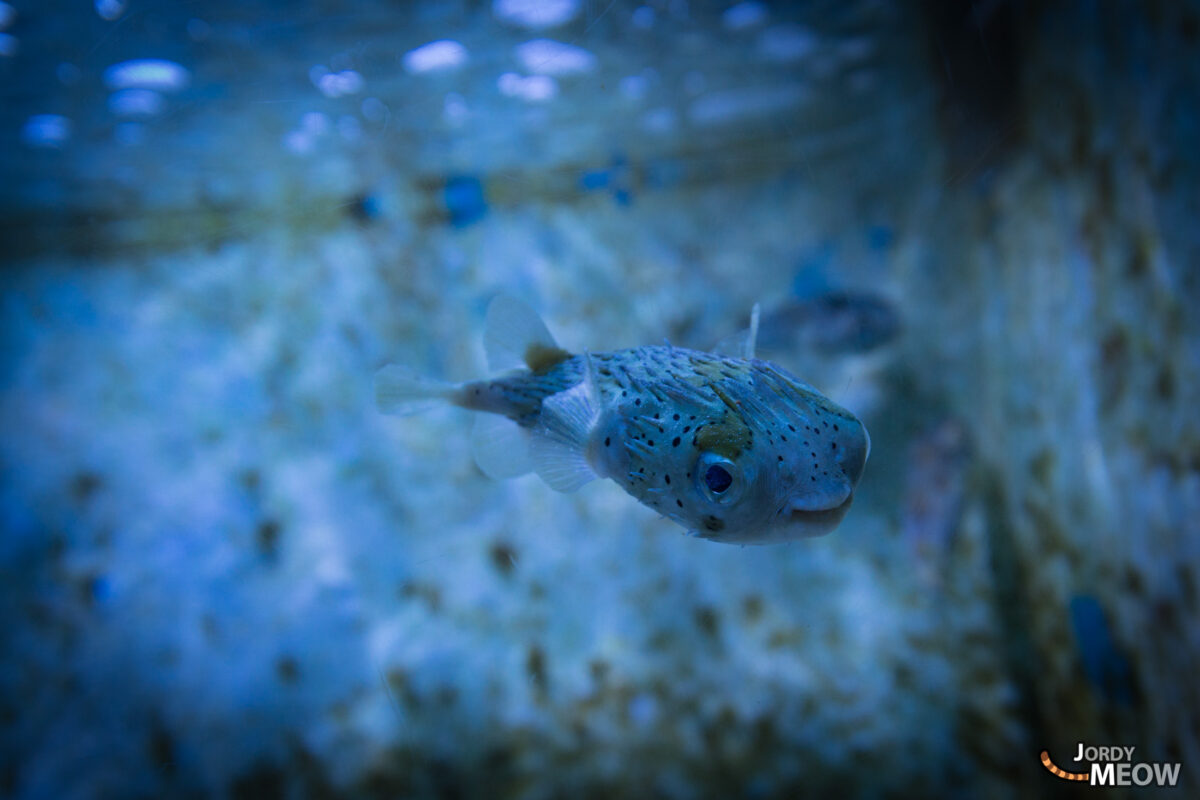 Okinawa Aquarium Fish