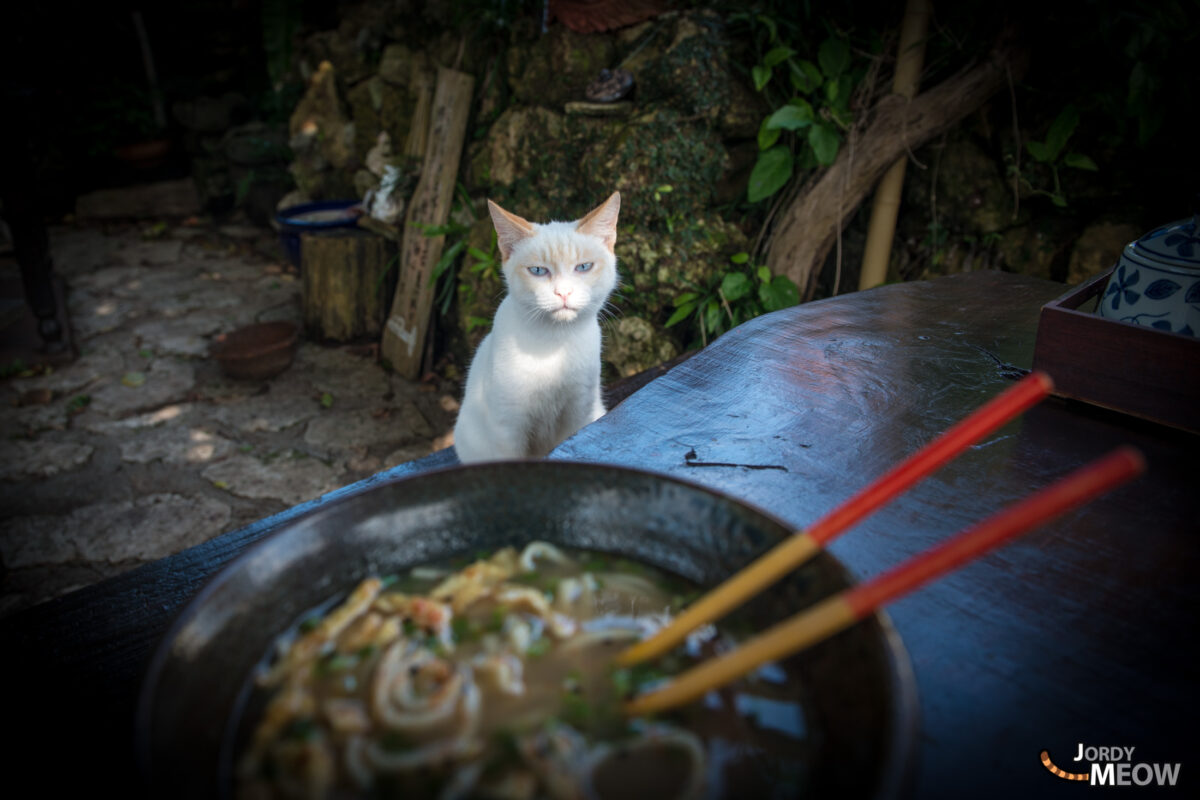 This Cat Likes Soba