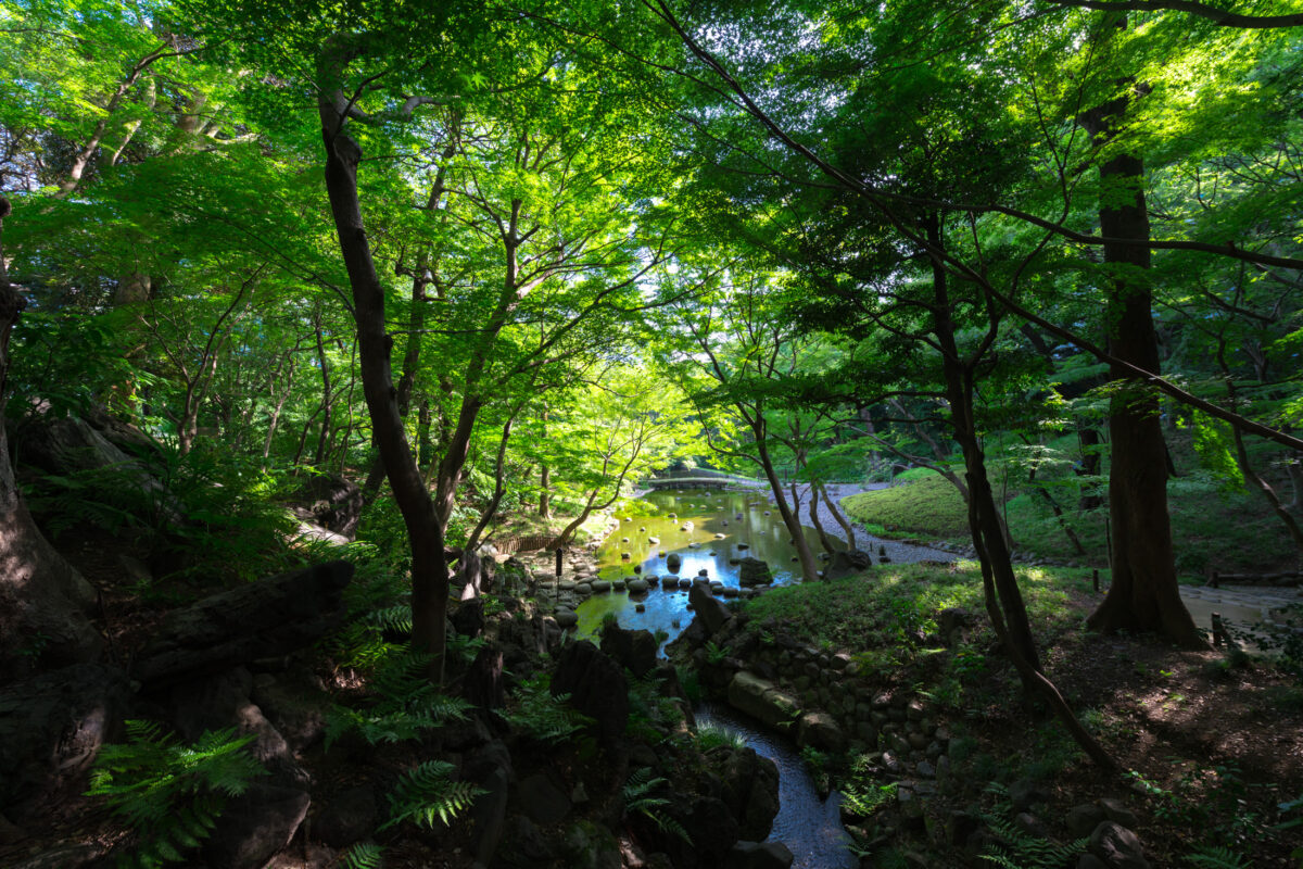 Koishikawa Korakuen Magic Pond