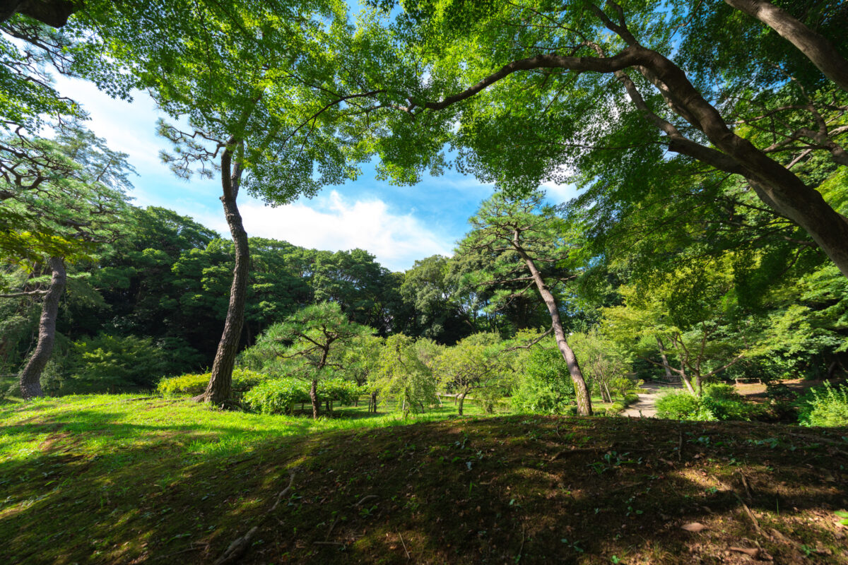 Japanese Garden Park