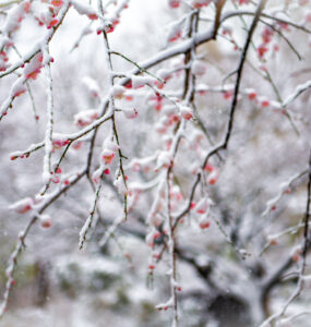 Winter scene in Roppongi, Tokyo with snow-covered branches and crimson berries creating enchanting beauty.