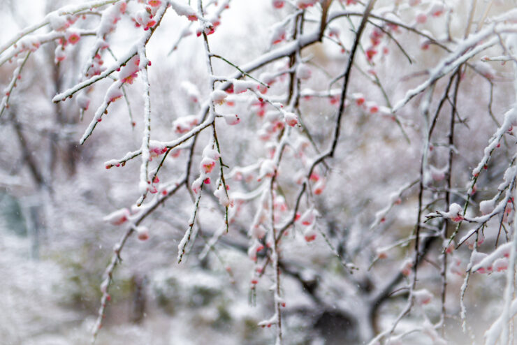 Winter scene in Roppongi, Tokyo with snow-covered branches and crimson berries creating enchanting beauty.