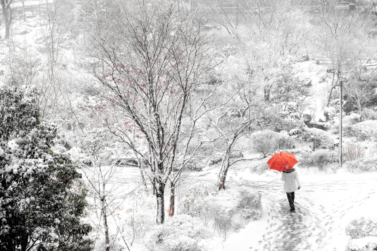 Red Umbrella in the Snow