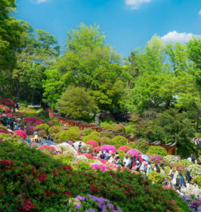 Serene Nezu Shrine with lush azalea gardens, a vibrant Japanese oasis of colorful flowers.
