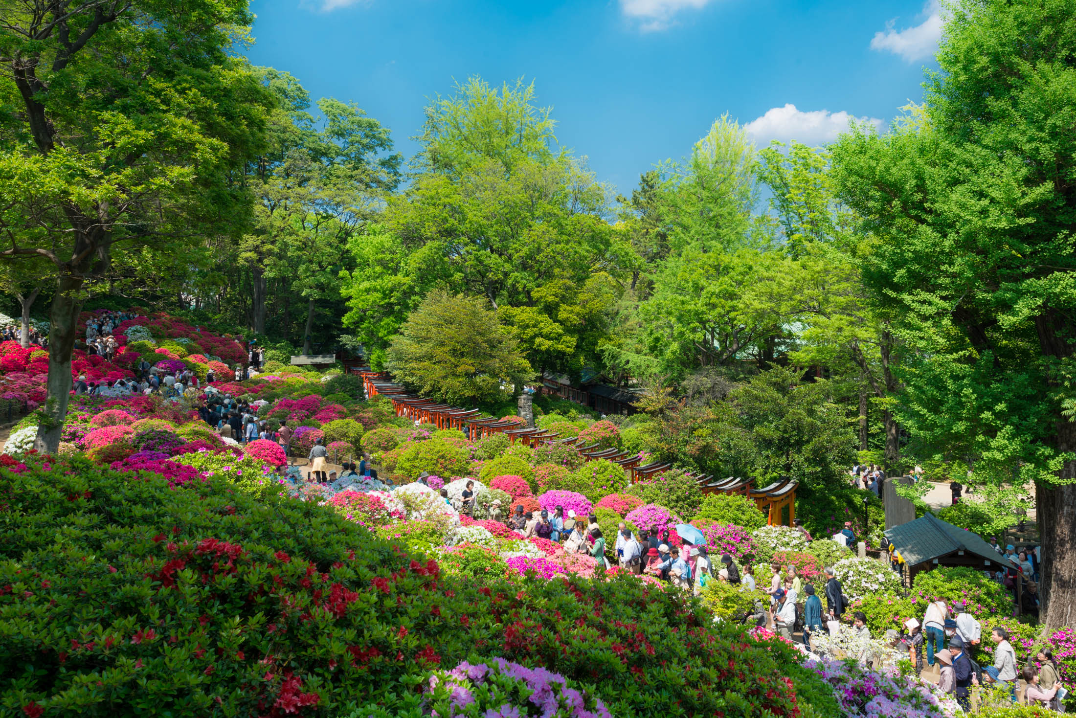 Serene Nezu Shrine with lush azalea gardens, a vibrant Japanese oasis of colorful flowers.