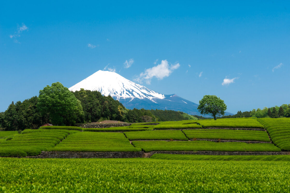 chubu, fields, japan, japanese, mount fuji, natural, nature, shizuoka, spring, yamanashi