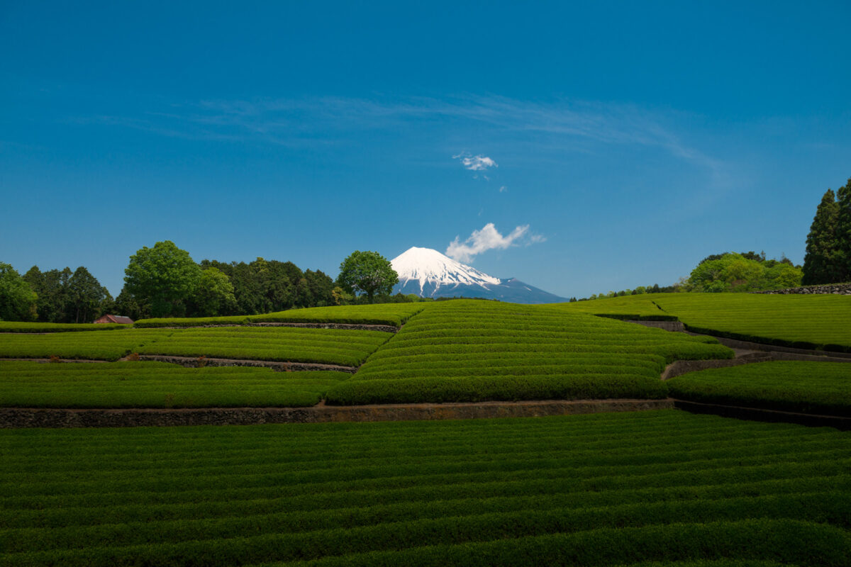 chubu, fields, japan, japanese, mount fuji, natural, nature, shizuoka, spring, yamanashi