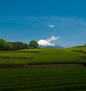Mount Fujis Serene Tea Fields: Captivating Beauty
