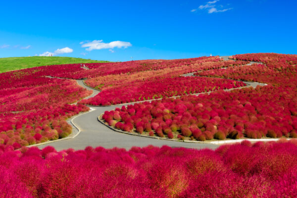 Aerial view of vibrant red foliage at Hitachi Seaside Park in Japan.