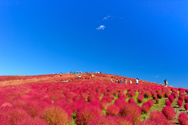 Vibrant red foliage and visitors at Hitachi Seaside Park, Japan.