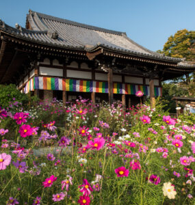 Hannya-ji Temple in Japan with vibrant cosmos flowers, showcasing cultural and spiritual beauty.
