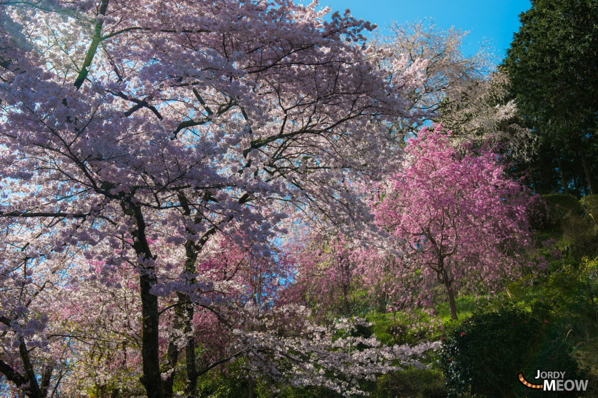 flower, japan, japanese, kansai, nara, natural, nature, sakura, spring