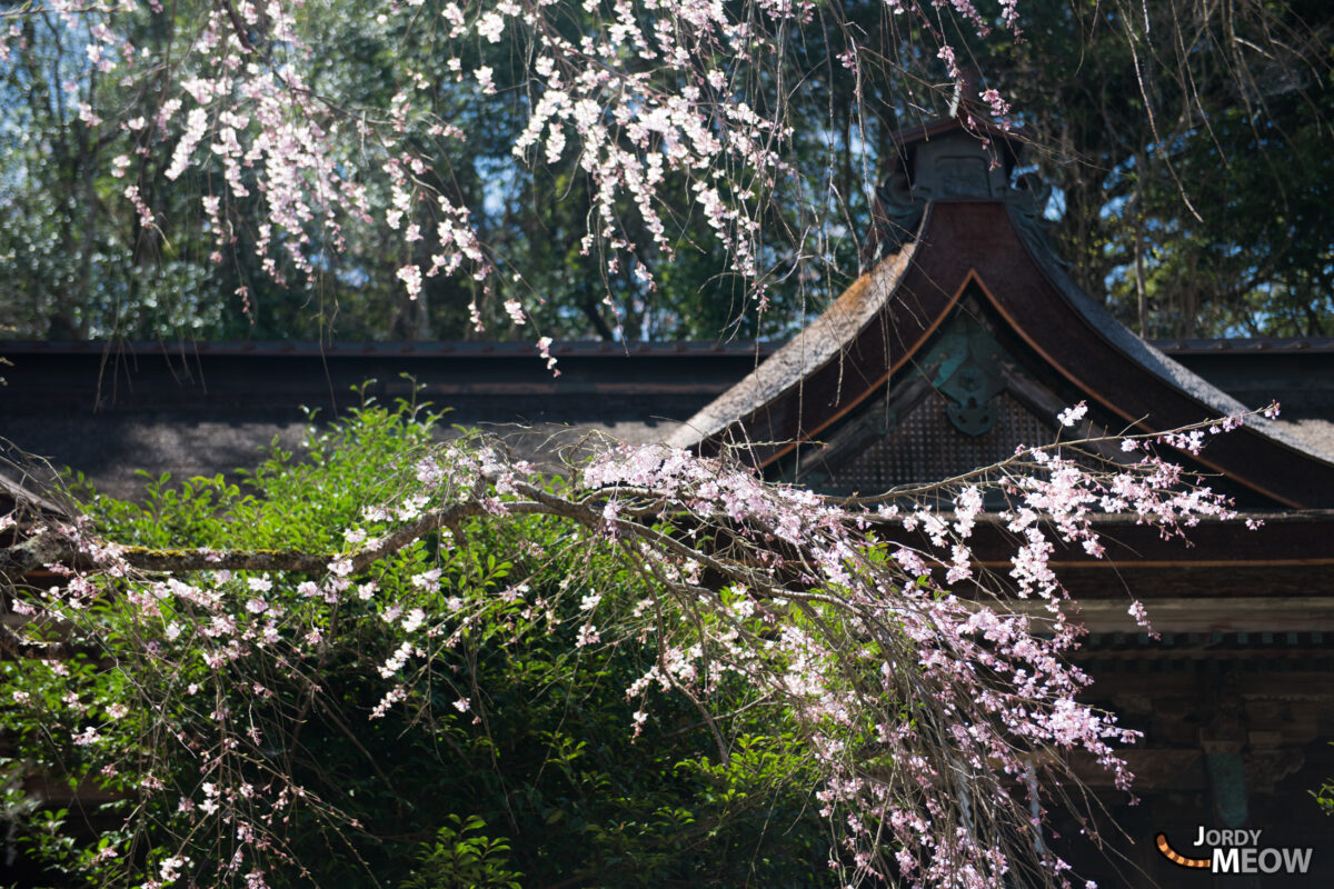 flower, japan, japanese, kansai, nara, natural, nature, sakura, spring