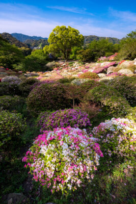 azalea, flower, japan, japanese, kyushu, natural, nature, saga, spring