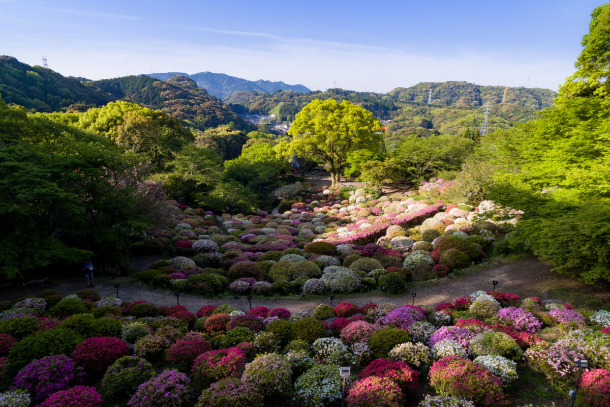 azalea, drone, flower, japan, japanese, kyushu, natural, nature, saga, spring