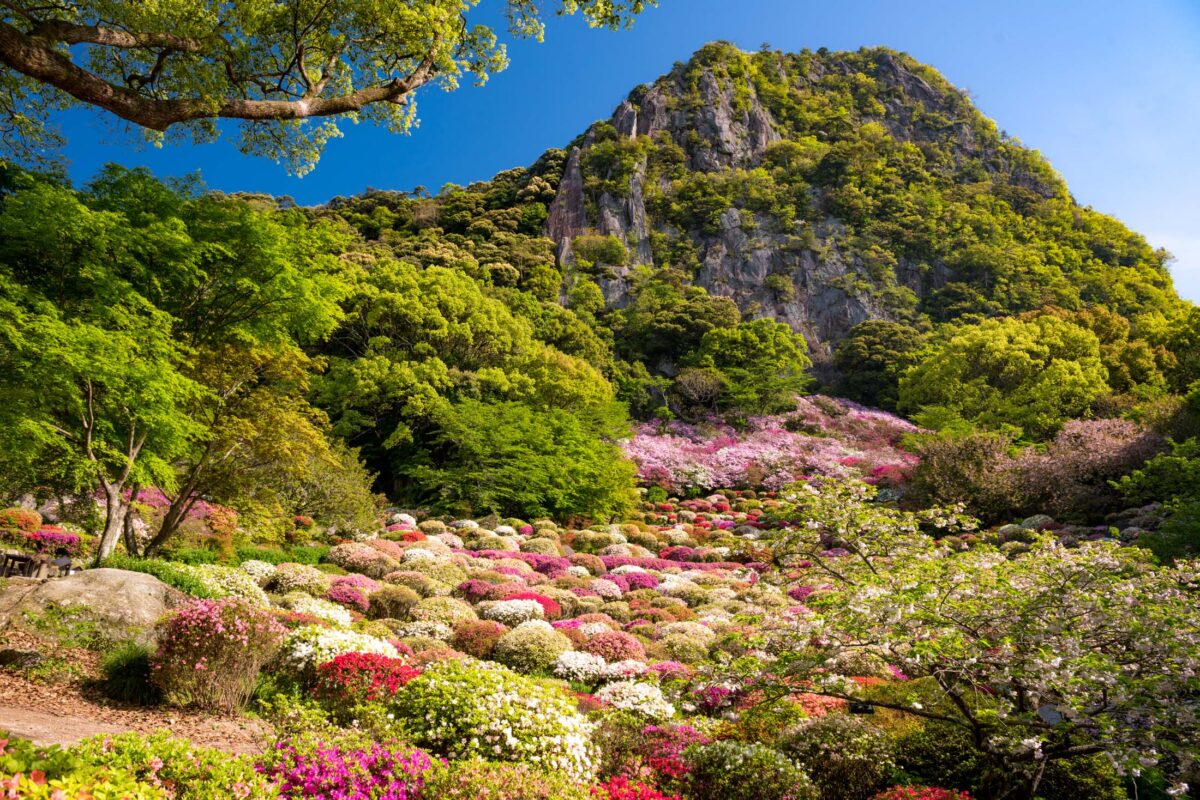 azalea, flower, japan, japanese, kyushu, natural, nature, saga, spring