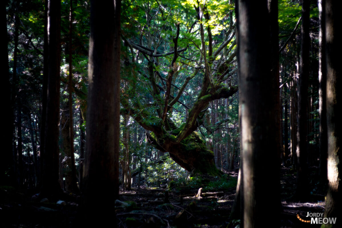 asia, chiba, forest, japan, japanese, kanto, natural, nature, tree