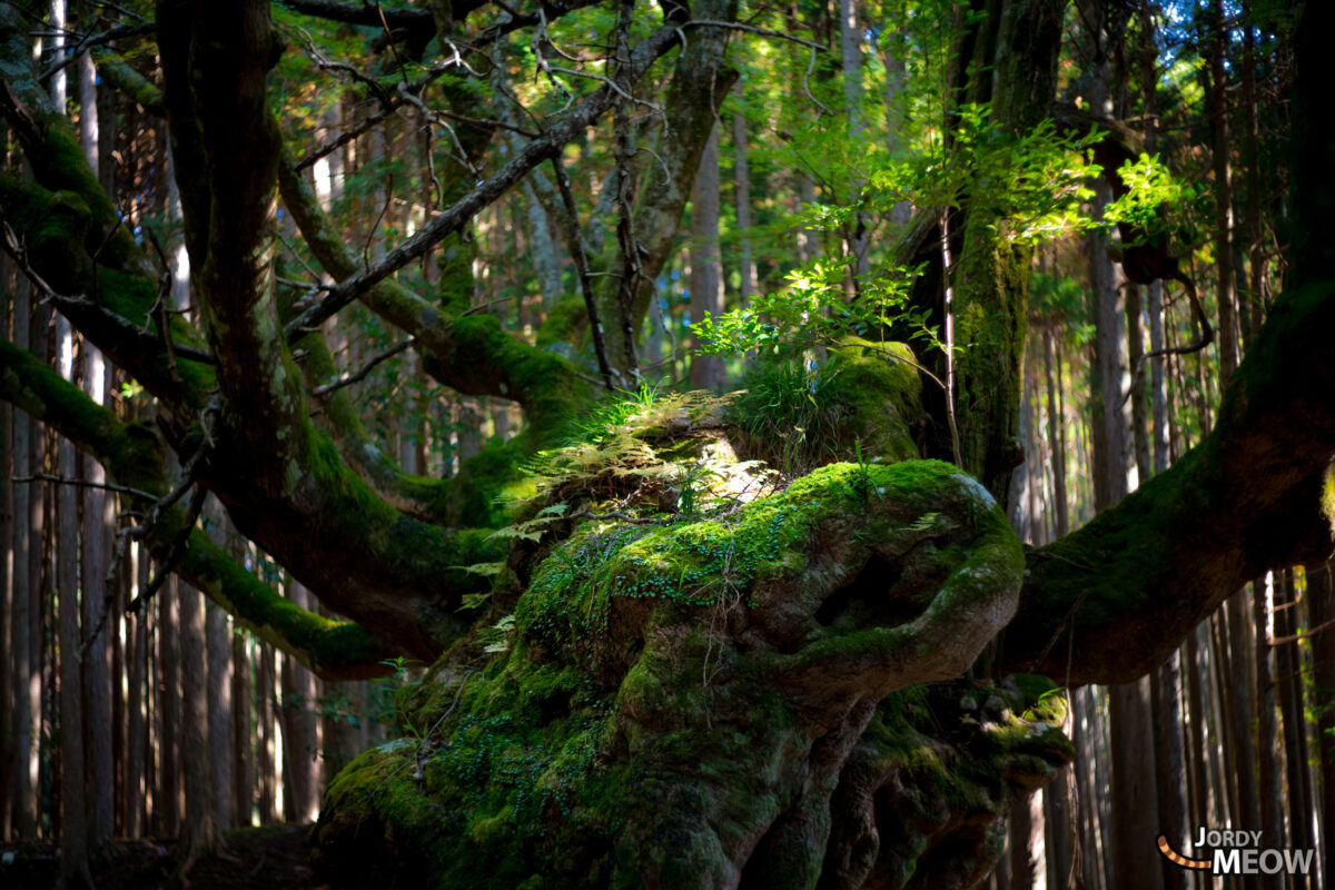 asia, chiba, forest, japan, japanese, kanto, natural, nature, tree